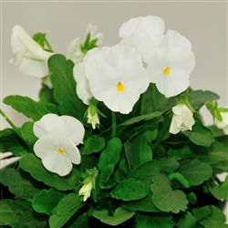 Viola Infinity White
