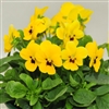 Viola Infinity Yellow Blotch