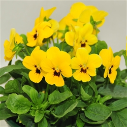 Viola Infinity Yellow Blotch