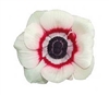 Anemone Marianne Plus Bicol