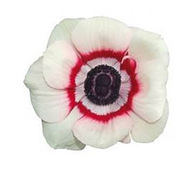 Anemone Marianne Plus Bicol