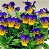 Viola Designer Blue Butterfly