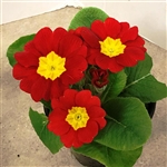Primula Giants Red