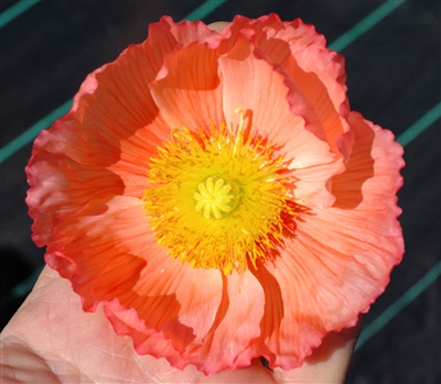 Poppy Maxim Salmon