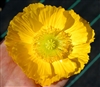 Poppy Maxim Yellow