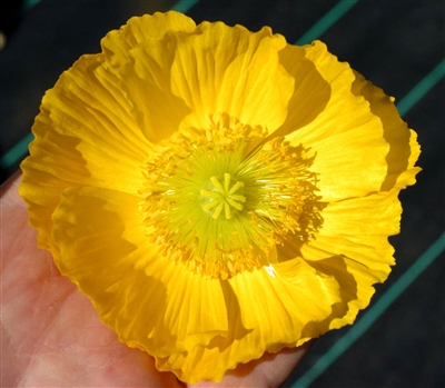 Poppy Maxim Yellow