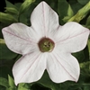 Nicotiana Saratoga Ap'blosPell