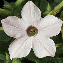 Nicotiana Saratoga Ap'blosPell