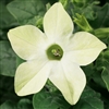 Nicotiana Saratoga Lime Pellet