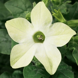 Nicotiana Saratoga Lime Pellet