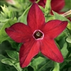 Nicotiana Saratoga Red Pellets