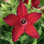 Nicotiana Saratoga Red Pellets