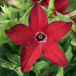 Nicotiana Saratoga Red Pellets