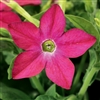 Nicotiana Saratoga Rose Pellet