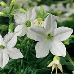 Nicotiana Saratoga White Pelle