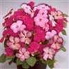 Impatiens Cranberry Punch