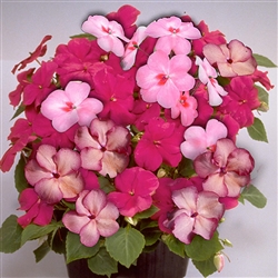 Impatiens Cranberry Punch