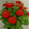 Zinnia Happy Pot Orange