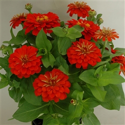 Zinnia Happy Pot Orange