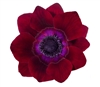 Anemone Marianne Plus Bordeaux