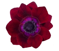 Anemone Marianne Plus Bordeaux