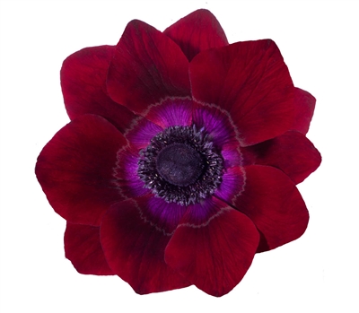 Anemone Marianne Plus Bordeaux