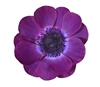 Anemone Marianne Plus Grape