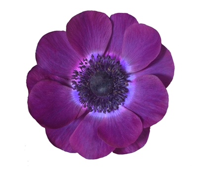 Anemone Marianne Plus Grape