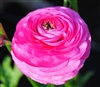 Ranunculus Elegance Dk Pink