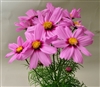 Cosmos Casanova Pink