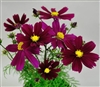 Cosmos Casanova Violet