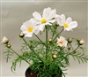 Cosmos Casanova White