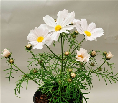 Cosmos Casanova White