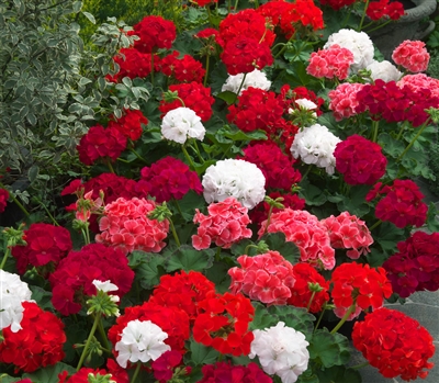 Geranium Marginata Mix