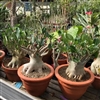 Adenium Arabicum_disc