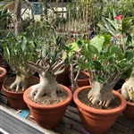 Adenium Arabicum_disc