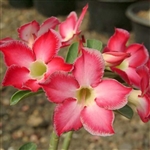 Adenium India Bicolour