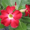 Adenium India Deep Red