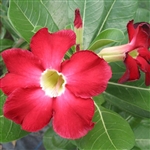 Adenium India Deep Red