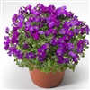 Aubrieta Audrey Purple Shds