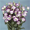 Lisianthus Valentine Blue Pic Pellets_disc