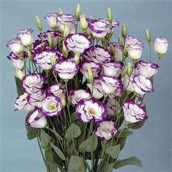 Lisianthus Valentine Blue Pic Pellets_disc