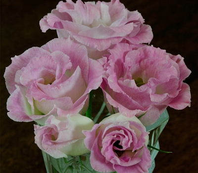 Lisianthus Bridal Pink Pellets