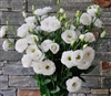 Lisianthus Bridal White Pellets