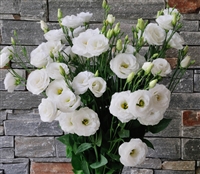 Lisianthus Bridal White Pellets