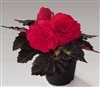 Begonia TubN/S Mocca Cherry