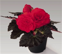 Begonia TubN/S Mocca Cherry