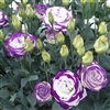 Lisianthus Megalo 3 Blue Pic Imp Pellets