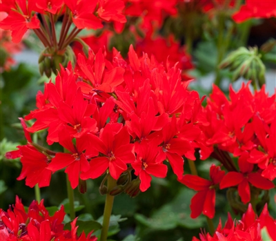 Geranium Graffiti Red Coated