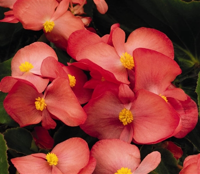 Begonia Big Rose Green Leaf Pellets